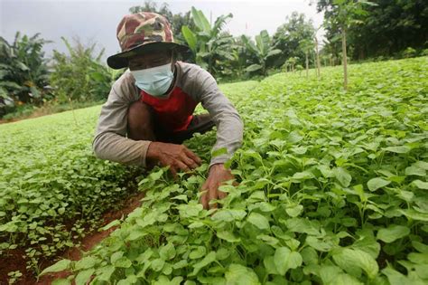 Foto Permintaan Bayam Meningkat Di Tengah Pandemi