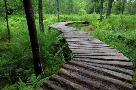 Canada New Brunswick Log Walkway In Forest Stock Photo Dissolve