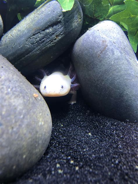 Heres My Pet Axolotl Hiding In A Cave Aquariums
