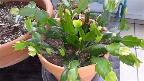 Follow these tips on christmas cactus care, how to rebloom and where to buy one. Updates on growing & transplanting a Christmas cactus ...