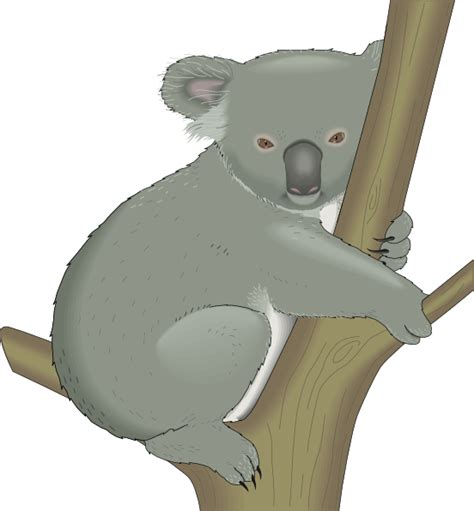 Koala In Tree Clip Art At Vector Clip Art Online Royalty