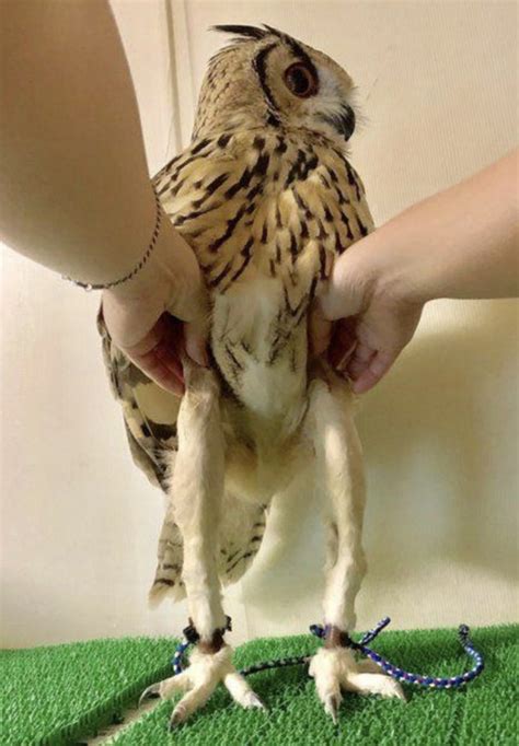 It Turns Out That Owls Have Long Skinny Legs Under All Their Feathers