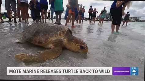 Mote Releases Sea Turtle With Tracking Tag To Improve Conservation