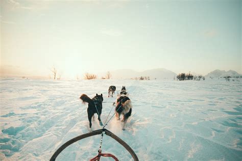 Self Drive Husky Dog Sledding Tromsø Arctic Adventure Tours