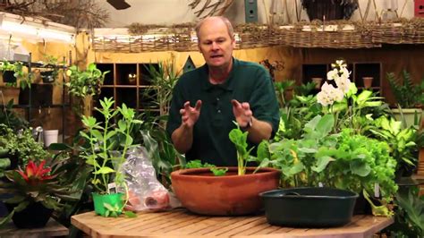 How To Grow Vegetables Indoors In A Pot Youtube
