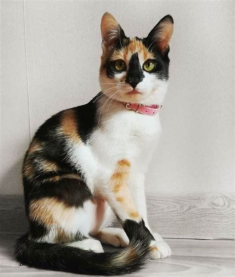 Interestingly, almost all calico cats are female because they have the xx chromosomes. 50 Cute Calico Cat Names - The Paws