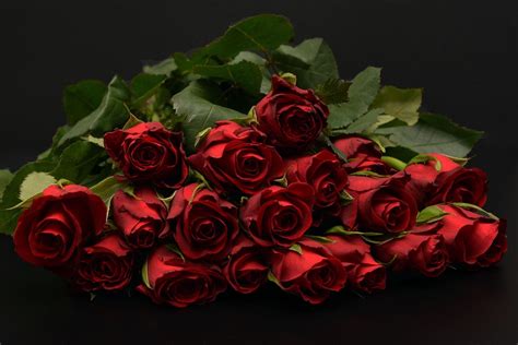 Roses Red Rose Free Photo On Pixabay