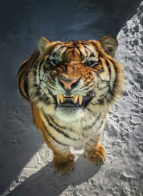 Friendly Tiger Pics