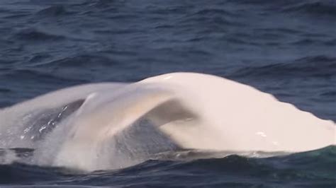Watch Incredibly Rare White Whale Videos From The Weather Channel