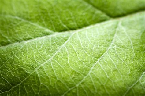 Extreme Close Up Of A Apple Leaf Stock Image Image Of Detail Macro