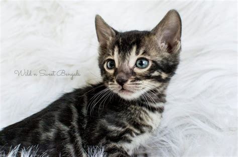 The bengal is a hybrid breed of domestic cat. Bengal Kittens & Cats for Sale Near Me | Wild & Sweet ...