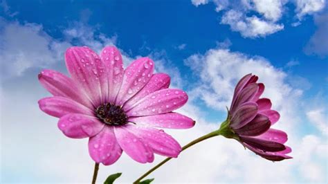 10 Gambar Bunga Cantik Dan Indah Warna Warni