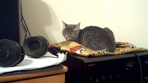 Cat Fell Asleep Listening To Mahler Youtube