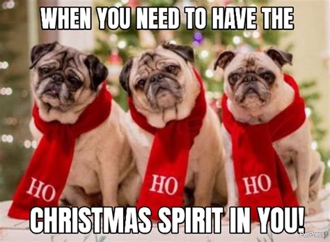 Funny Dog Christmas Meme Petpress