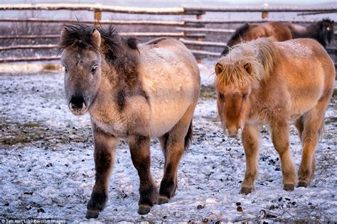 show  yakut horse survives winter temperatures daily mail