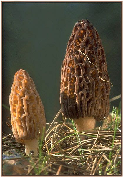 Spitzmorchel - eßbar und bei uns sehr selten | Stuffed mushrooms ...