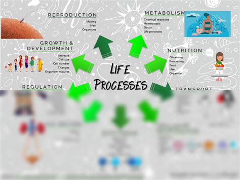 SOLUTION Mindmap Life Processes Studypool