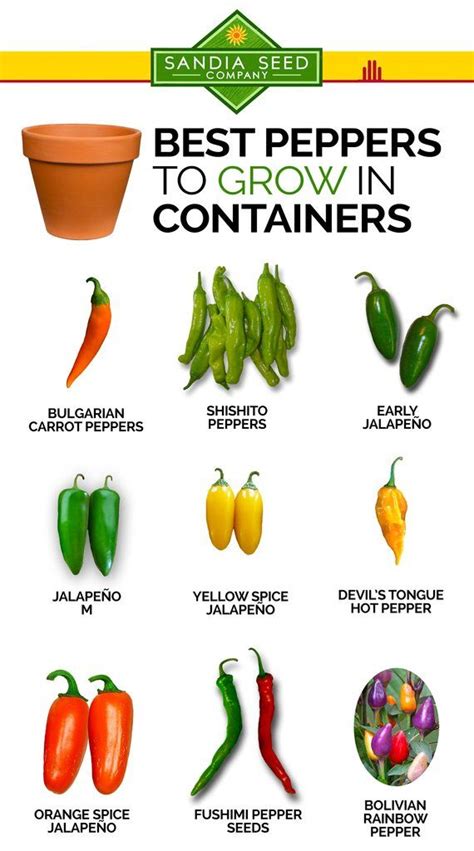 Best Peppers To Grow In Containers Stuffed Peppers Growing Peppers