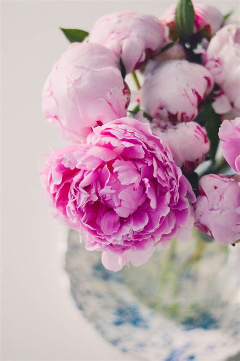The american peony society has numerous peony related awards, which have been developed and promoted over the past 100 years in support. How To Make Peonies Bloom Faster - DC Girl In Pearls # ...