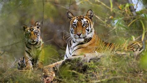 Travel Around The World Indian Tiger Tour Safari Bandhavgarh National Park