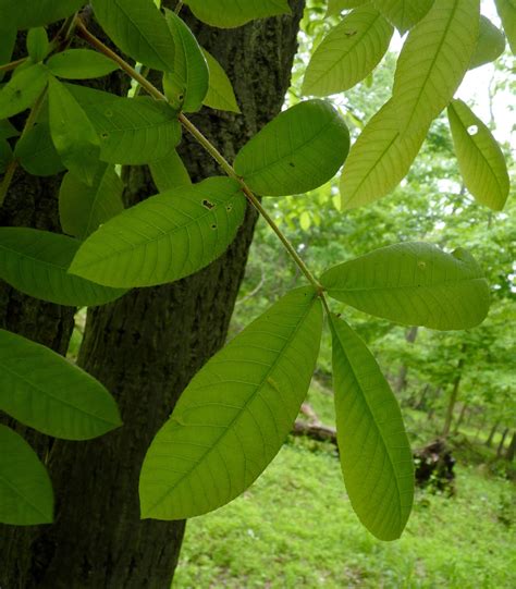 Mockernut Hickory Vascular Plants Of Lost Cove Farm · Inaturalist