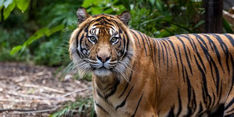 Sumatran Tiger Facts And Information Adelaide Zoo