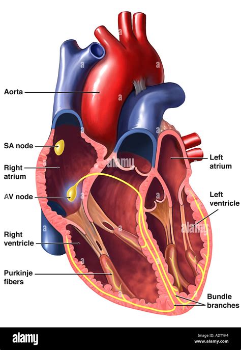 Corazón Sistema De Conducción Cardíaco Fotografía De Stock Alamy