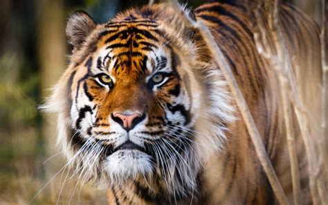 Unul dintre cel mai rar întîlnite animale tigrul de Sumatra trăiește