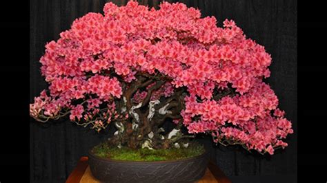 Just shy of her 16th birthday. Azalea Bonsai Makes an Elegant and Colorful Decoration - YouTube