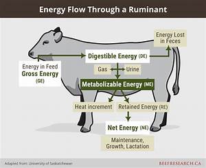 Nutrition In Beef Cattle Beef Cattle Research Council