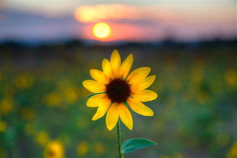 Sunflower Sunset Photograph By Peter Tellone Fine Art America