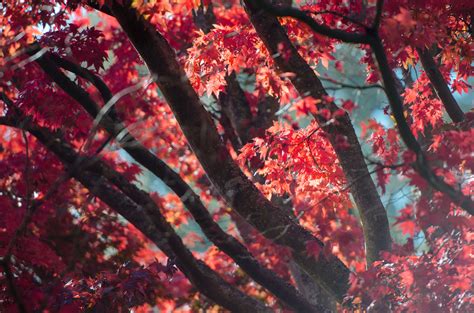 Red Fall Tree Autumn Leaves 5k Hd Nature 4k Wallpapers Images