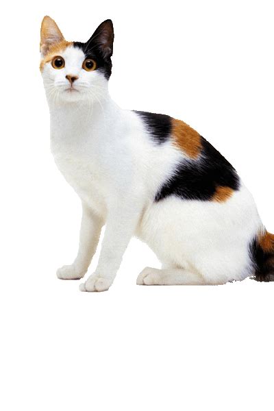Japanese Bobtail Cat Breed Ukpets Cat Breeds Cute Cats Bobtail Cat