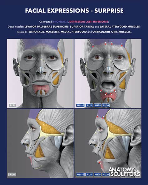 Anatomy For Sculptors Surprise Facial Expressions Anatomy