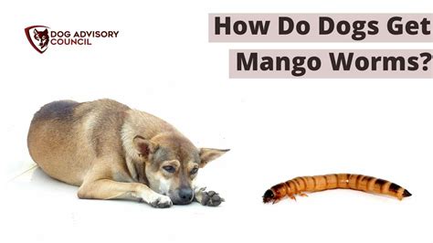 How Do Dogs Get Mango Worms? (Explained) | Dog Advisory Council