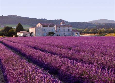Mediterranean Vegetation Fields Of Lavender In Provence France