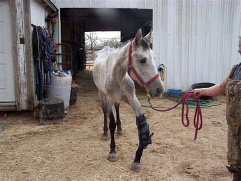 Malnourished Injured Horse Seized From Elmendorf Home San Antonio