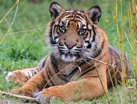Sumatran Tiger 5 The Sumatran Tiger Panthera Tigris Sumat Flickr