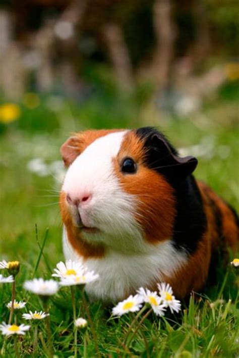 150 Gorgeously Cute Guinea Pig Names Names For Guinea Pigs Pethelpful