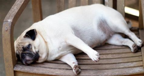 How To Motivate An Overweight Dog Top Dog Tips