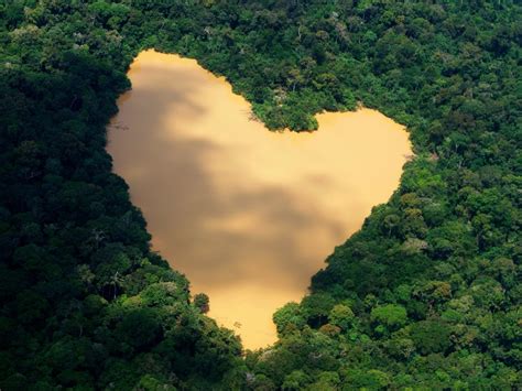 Photos Save The Amazon Organisation