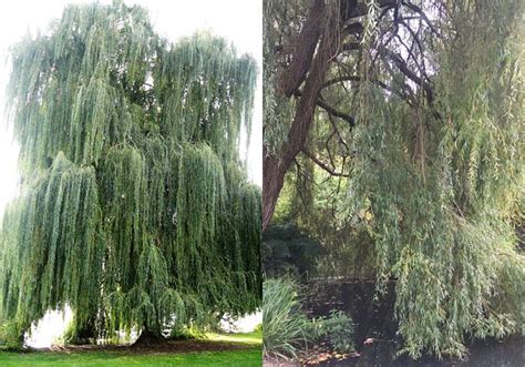 All About Willow Tree Varieties Willow Trees For Sale Uk