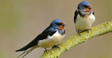 Barn Swallow Bird Facts Hirundo Rustica Az Animals