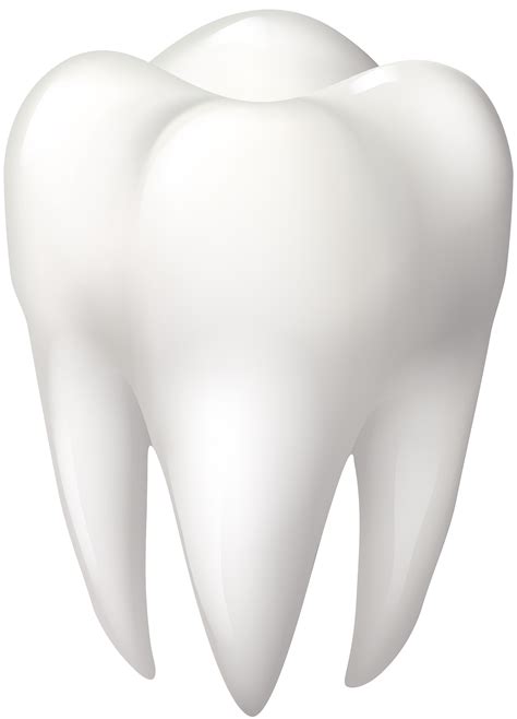 Tooth Molar Png Clip Art Best Web Clipart