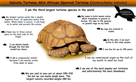 Security Check Required Sulcata Tortoise Fun Facts Tortoise