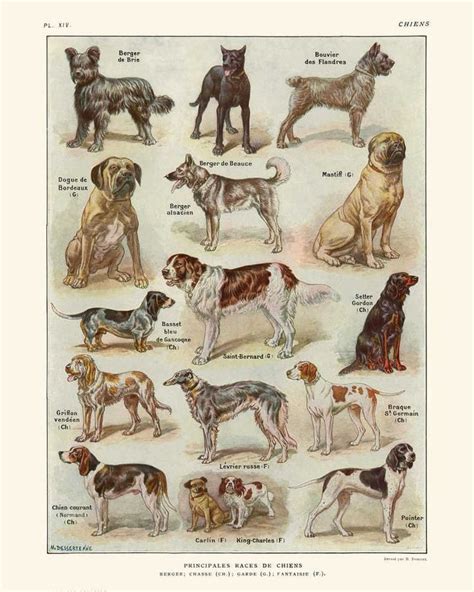 Dogs Breeds Vintage Print 1 Dogs Poster Dogs Art Dog Etsy Dog