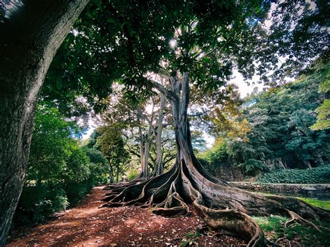 Allerton Botanical Gardens In Kauai A Must See Koloa Landing