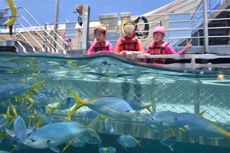 Cairns Outer Great Barrier Reef Pontoon With Activities Getyourguide