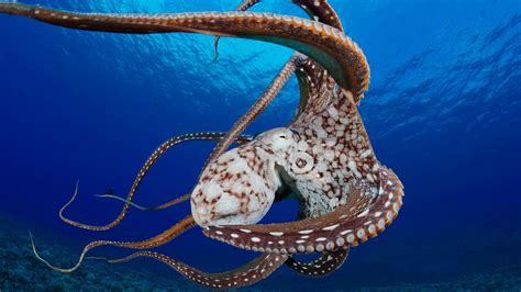 Octopus In The Atlantic Ocean Wallpaper For Desktop