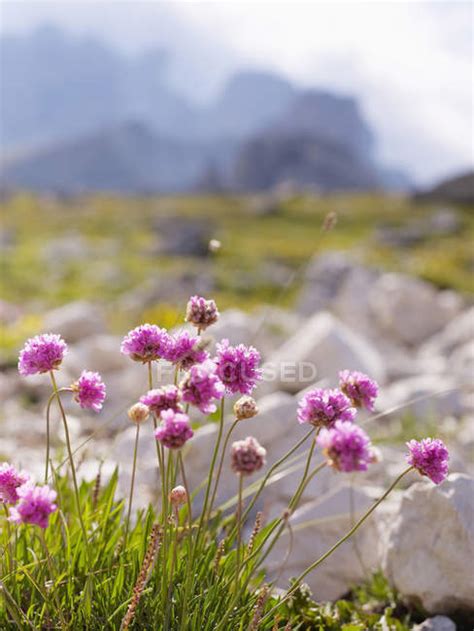 Europe Italy Wild Flowers In National Park Of Sesto Dolomites